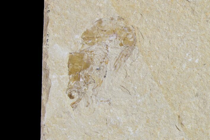 Cretaceous Fossil Shrimp - Lebanon #154552